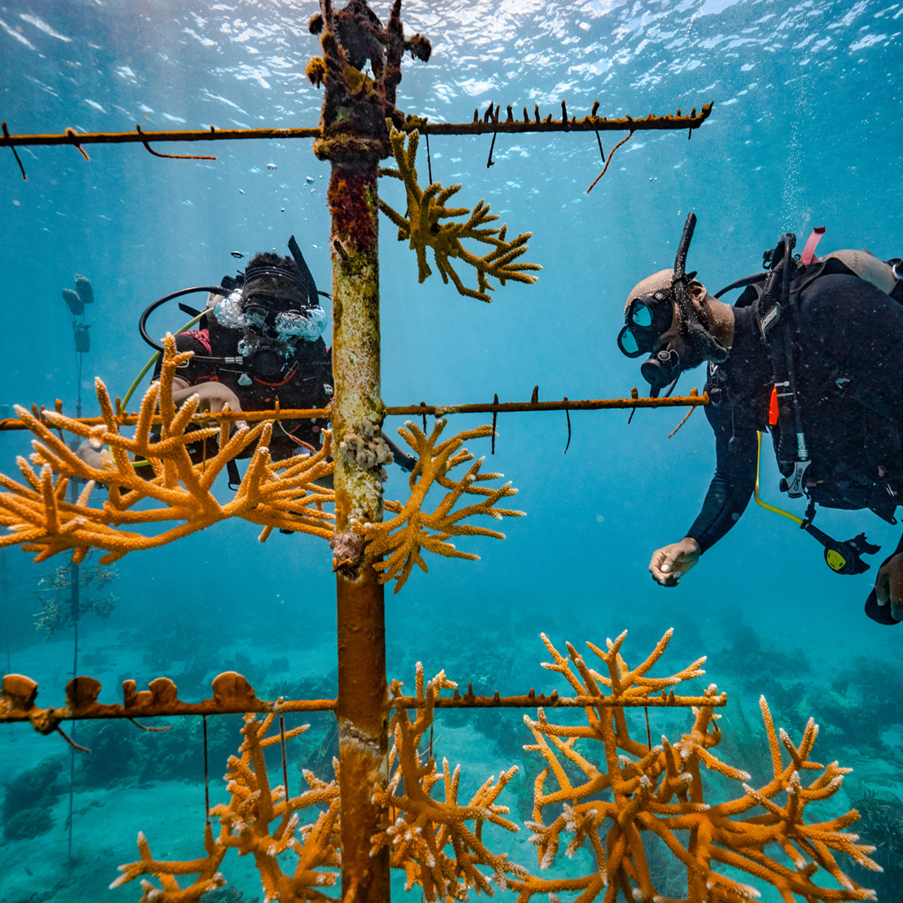PADI AWARE Specialist Course