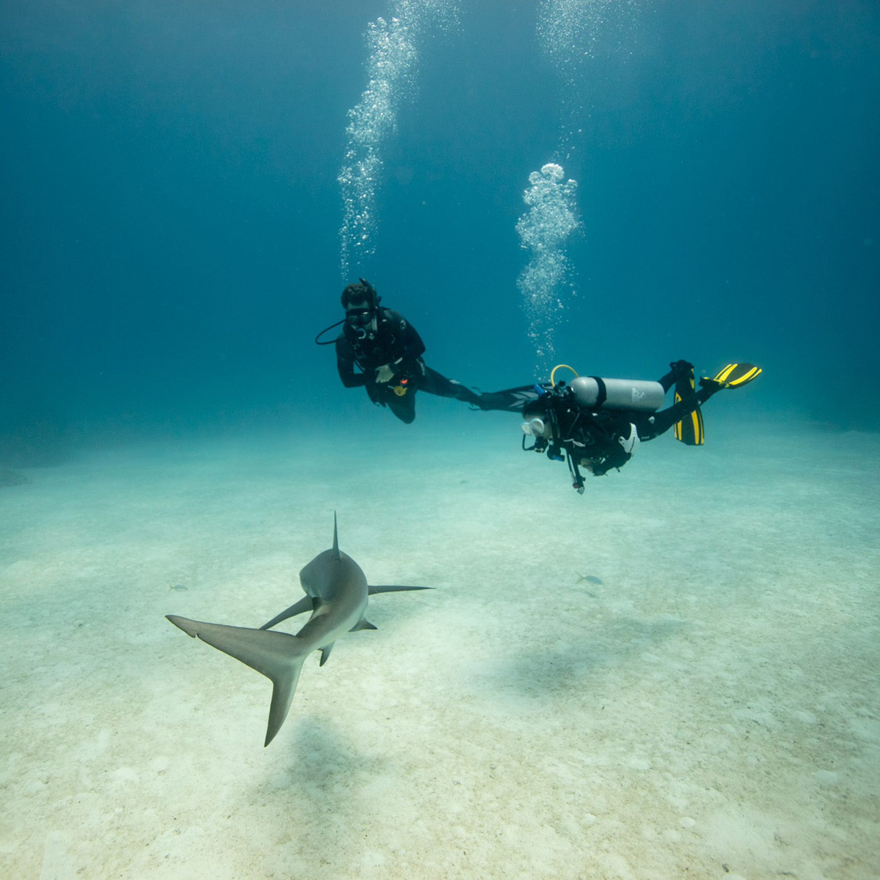 PADI AWARE Shark Conservation Diver Course