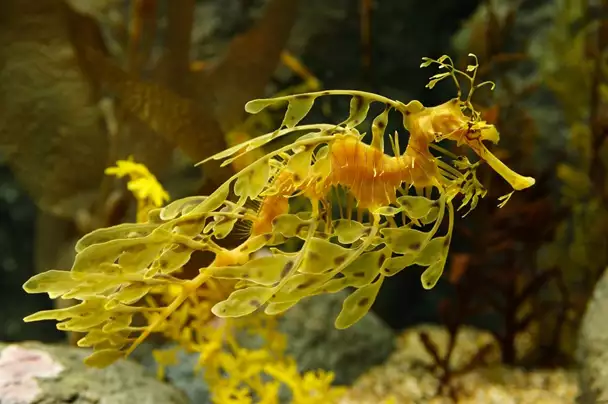 Leafy Sea Dragon Guide Tour
