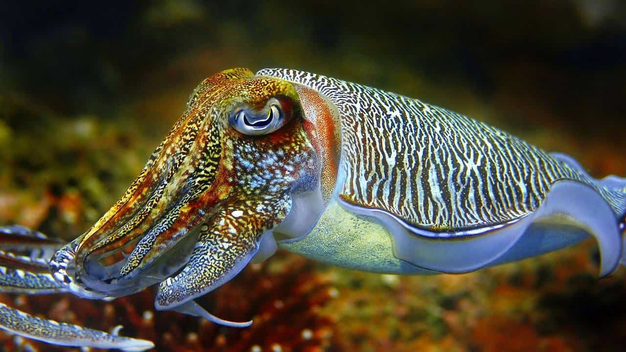 Whyalla Cuttlefish Tour